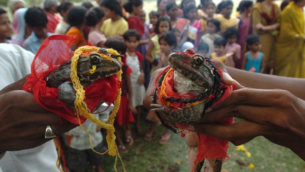 Till death do us part ... frogs Raja (left) and Rani (right) are married with full Hindu rituals in a ceremony to usher in the delayed monsoon rains, near Futala Basti in the city of Nagpur.