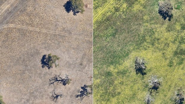 The images from 2015 show the difference in WA fields before and after winter rains.