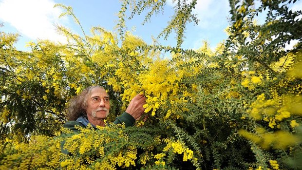 Bill Aitchison, of the Australian Plants Society, is not surprised by the controversy over the acacia name, given its iconic status in Africa and Australia.