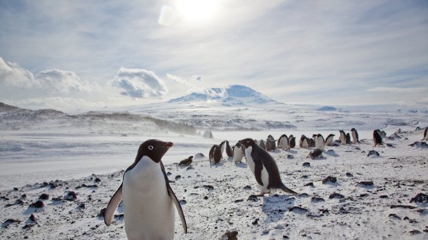Adelie penguin numbers have increased across east Antarctica, research shows. 