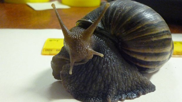 The Giant African Snail found in a Brisbane container yard.