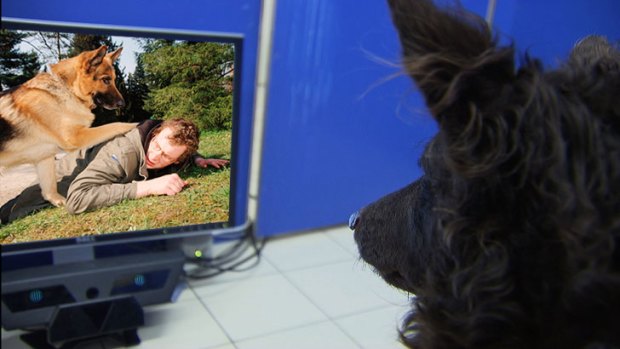 Dog box: TV doesn't look like TV to dogs.