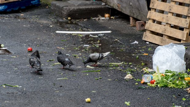 Pigeons peck at scraps at the market.