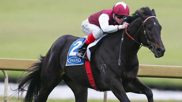 Star colt Denman is an odds-on favourite for tomorrow's Zeditave Stakes at Caulfield.