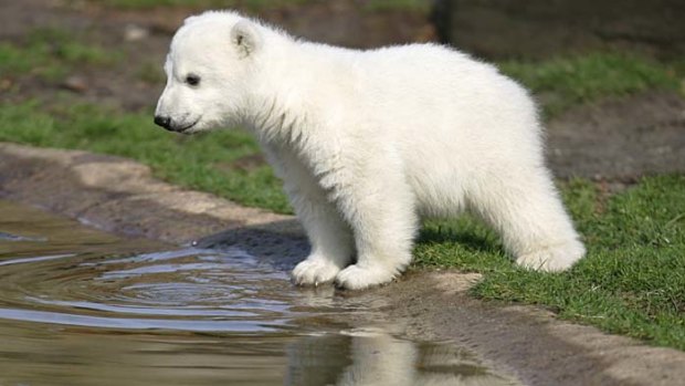 Knut, pictured here as a cub in March 2007.