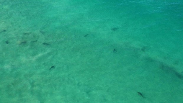Tiger sharks at Trigg Beach, as seen from the Westpac lifesaver rescue helicopter. Photo: Surf Life Saving WA.