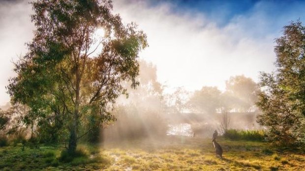 This photo has been entered in the Canberra Times Autumn photo competition by Christine Bamford. Welcome to frosty mornings, as taken 25km from Canberra on May 4.