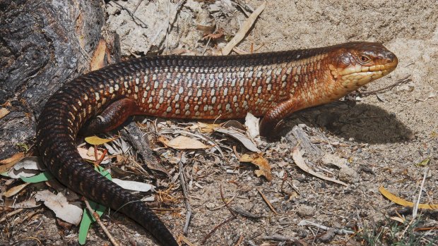 The Yakka Skink: scourge of the mining industry!