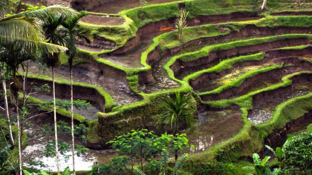 Stairway to heaven … rice terraces just outside Ubud, a Balinese tourist destination that swaps swim-up bars for navel gazing.