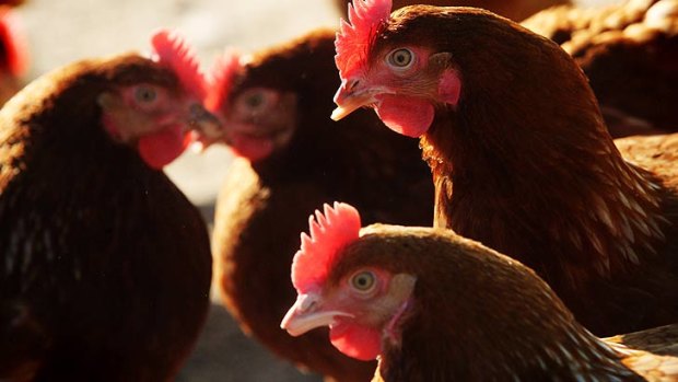 'Free range' chicken farms can now have up to 10,000 chickens per hectare.