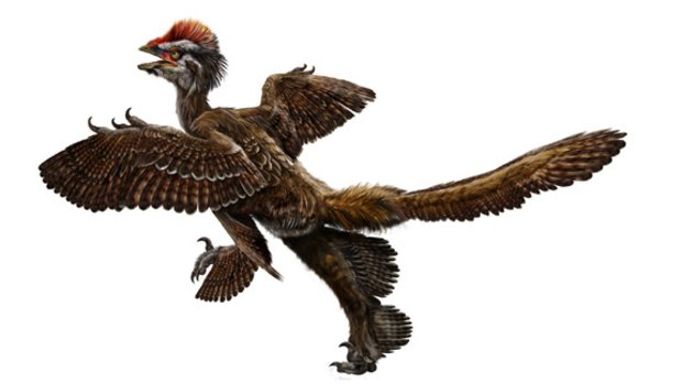 This undated image by Bristol University, England, shows a reconstruction image extrapolated from a feathered dinosaur fossil, called Anchiornis huxleyi, discovered in north-eastern China.