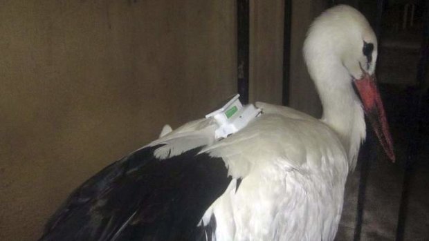 A migrating stork was held in a police station after an Egyptian found a tracking device on it and thought it was a spy.