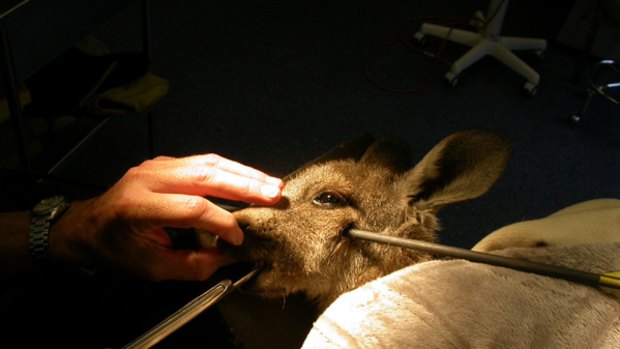 Dr Michael Lynch operates on a kangaroo shot in the face with an arrow.