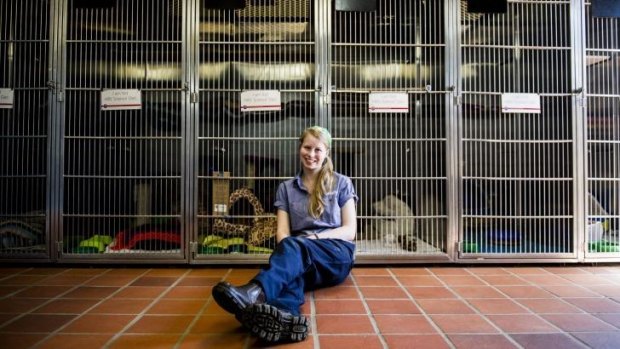 All gone: RSPCA animal care assistant Tegan King in front of the empty cat cages.