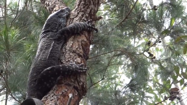 The goanna climbed a tree to try and raid the nest.