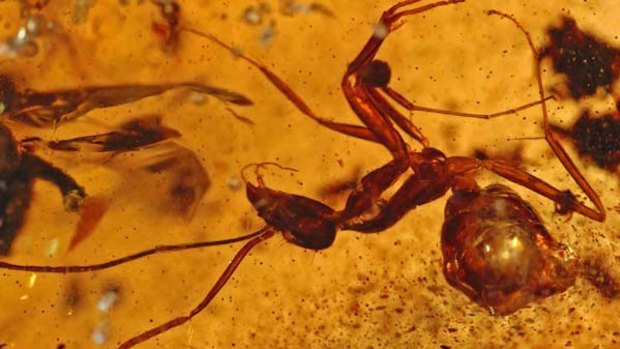 Ths discovery in western India of insects preserved in amber deposits has provided scientists with a unique glimpse of the subcontinent as it was 50 million years ago.