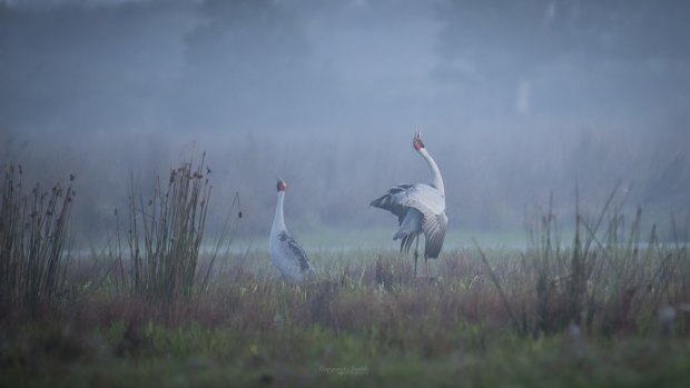 Brolgas produce an impressive display in the mist in Victoria's south-west.