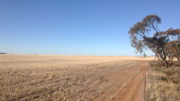 The site of Solar Choice's proposed Gannawarra solar farm near Kerang.