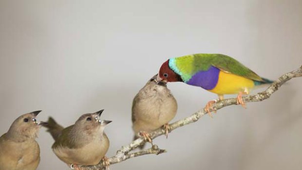 Gouldian finches. <i>Picture: Sarah Pryke</i>