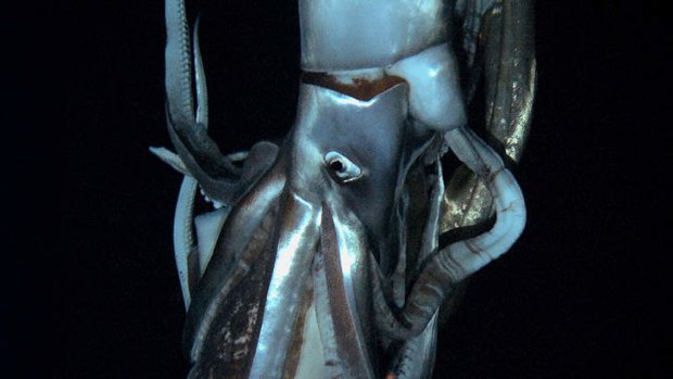 Up close ... the 8-metre squid.