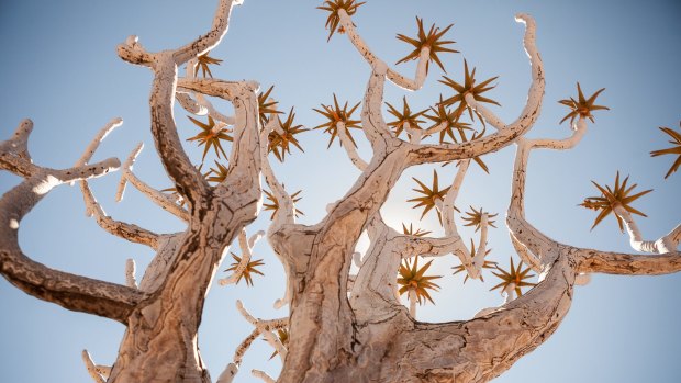 A quiver tree near Fish River Canyon.