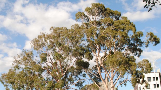 The pair of lemon-scented gums on the Swanston Street roundabout in Carlton are a local landmark, and mirror several other similar species of the tree planted during Burnley Griffin's time working on Newman College.
