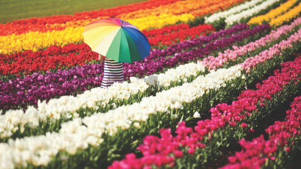 Thousands of blooms will bring colour to the Tesselaar Tulip Festival.