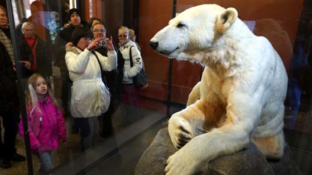 Crowd pleaser ...  Knut lives on at the Natural History Museum in Berlin, Germany.
