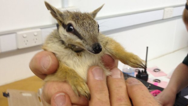 Captive bred numbats have been given aerial predator awareness training at Perth Zoo.
