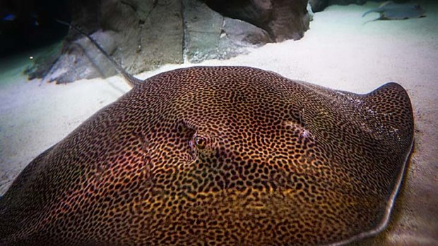 Sydney Aquarium’s leopard ray settles into its new home in the Tropical Bay of Rays habitat.