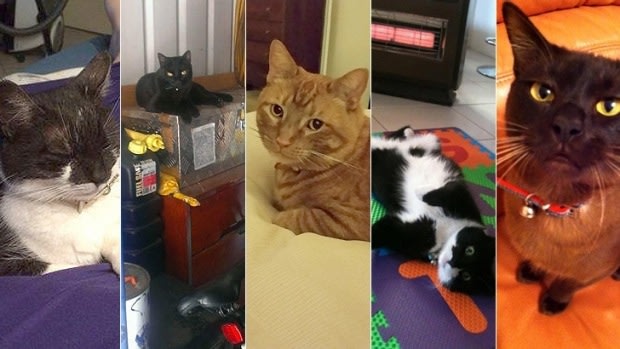 Some of the pets that were fatally mauled by dogs in Ballajura.
