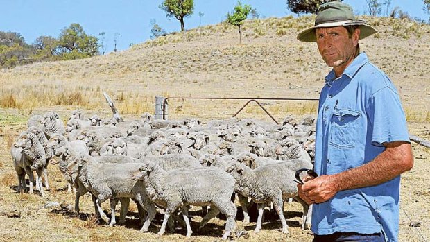 Farmer Stephen Knight, from Tannabah, Coonabarabran, with some of his Merino wethers that have been eating darling pea.