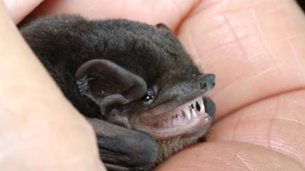 One of the 250 bats found at the Badgingarra property which is home to a plethora of threatened and rare species (Image courtesy of DEC).