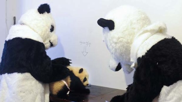 A four-month-old panda  is examined before it is released into the wild by researchers who dressed up as  giant pandas