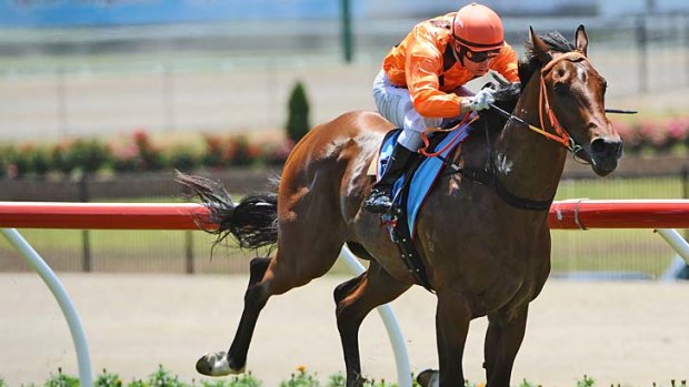 Square one: Clevadude could not take his winning form to the Gold Coast on Saturday.
