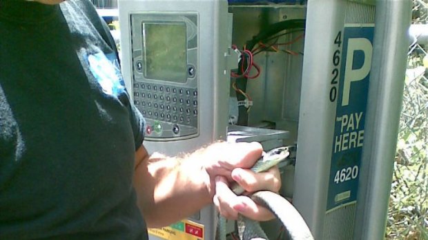 A carpet snake has been among the many weird things found in Brisbane's network of parking meters.