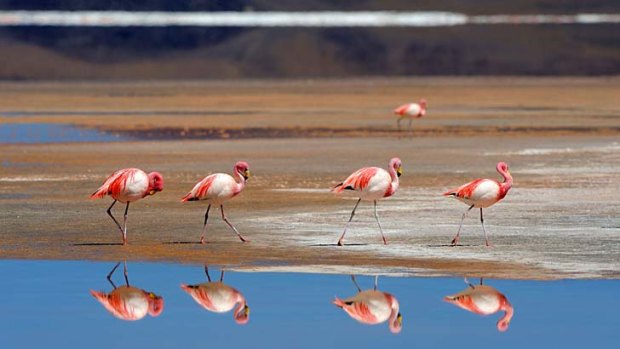 James' flamingos (Phoenicoparrus jamesi) reflected in Laguna Colorada, Uyuni, Bolivia.