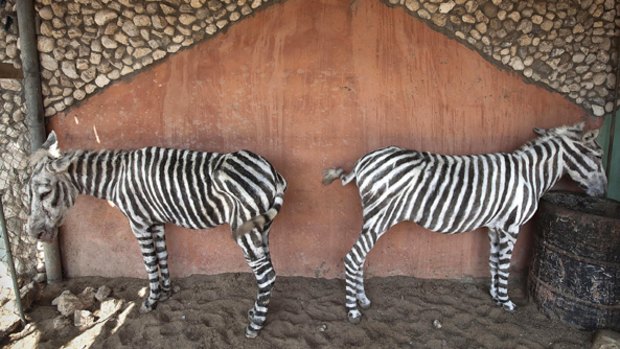 The "Gaza-made zebras" have become symbols of life under the Israeli blockade.