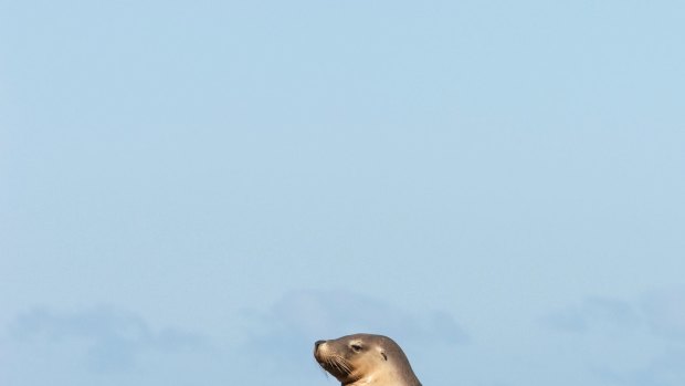 Sea lions sitting on the rocks, Baird Bay, Eyre Peninsula, South Australia.