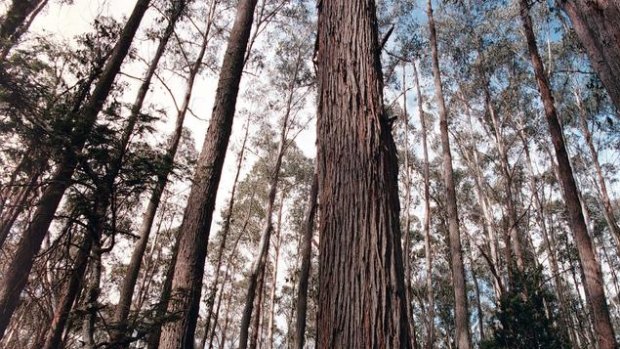 VicForests have been accused of logging a protected site of significance for rainforests.