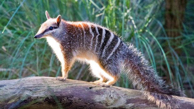 There are less than 1000 numbats, our national emblem, left in the wild, according to the Conservation Council. 