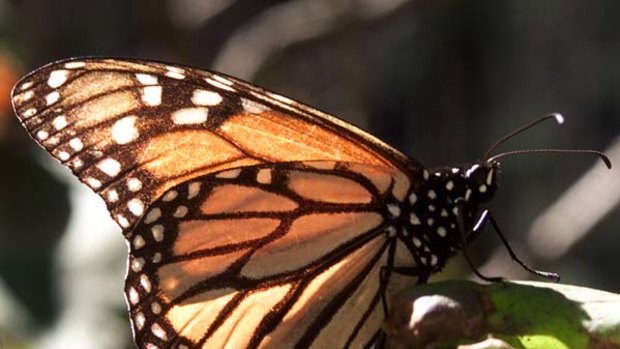 Winged wonders ... a monarch at the Biosphere Reserve.