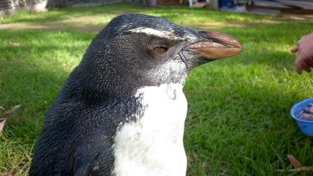This Fiordland penguin washed up on a Denmark beach this month, the sixth penguin to arrive in the WA town this year.