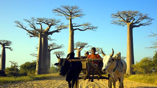 Original Madagascar ... a zebu chariot flanked by baobabs.