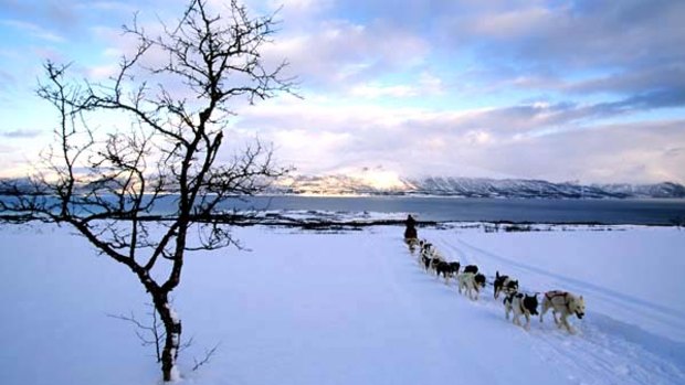 Coming full circle ... dog-sledding outside Tromso.