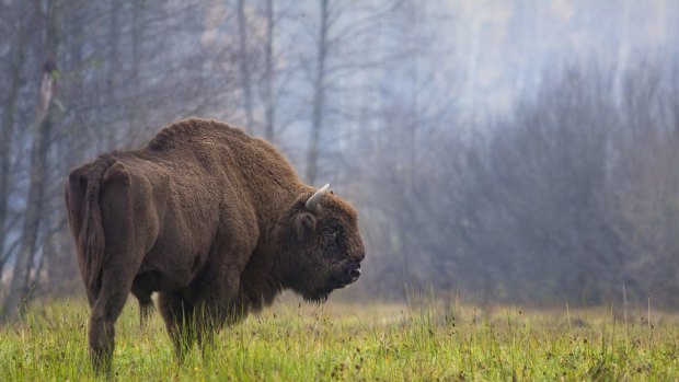 A bison grazes in the Bialowieza Forest.