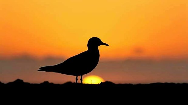 A lone seagull watching the sun rise over North Cronulla beach.