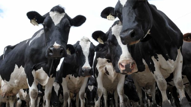 Warrnambool produces nearly a quarter of the national milk supply.