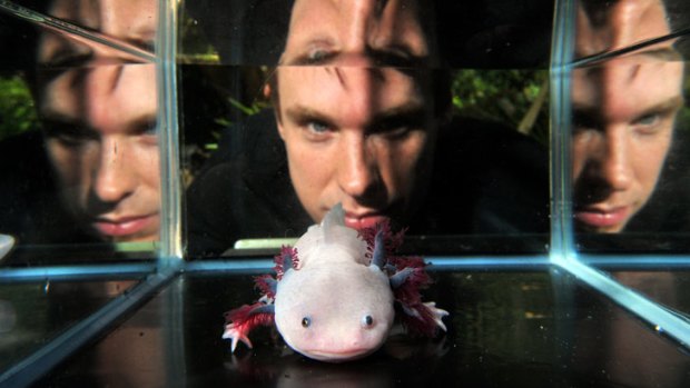 James Godwin: 'Humans, like salamanders, grow limbs - we can do it.'