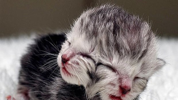 Two-faced kitten born in Perth